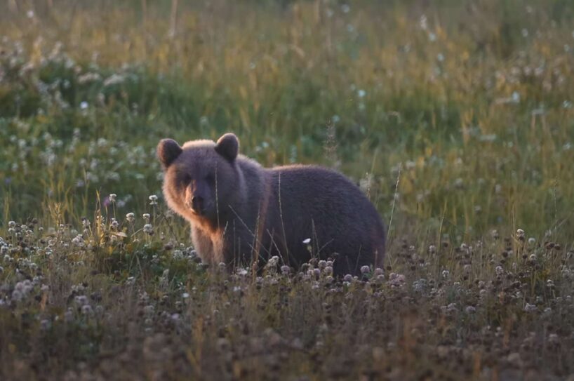 “Es slēpos. Attālums bija neliels, varbūt 15 metri…”: igauņu fotogrāfs tiek pie unikāliem kadriem, daudzi pat sākumā tos apšauba (+ VIDEO)