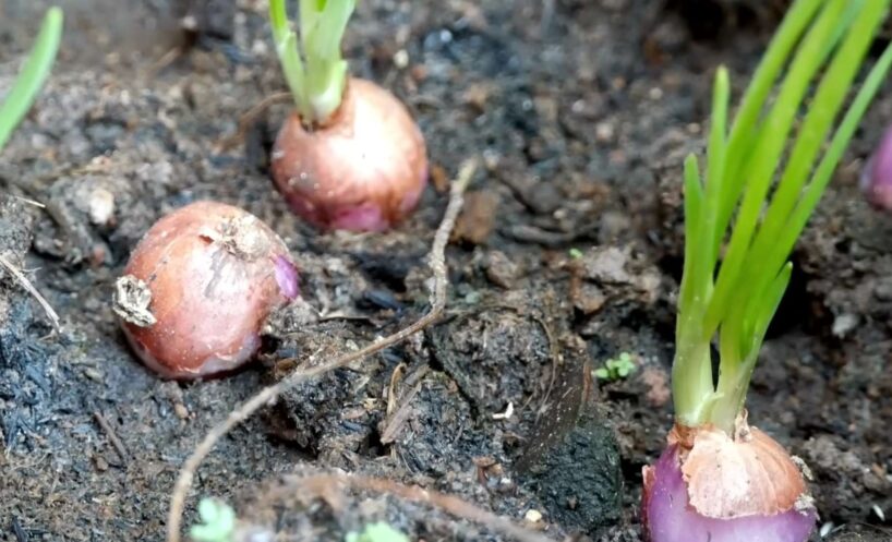 Slēptie “slazdi” jūsu dārzā: 6 vietas, kur zinoši dārznieki nekad nestāda savus ziemas sīpolus