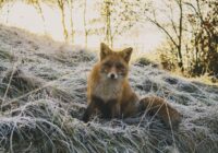 Pirmais sals atnāks negaidīti: sinoptiķu precīza rudens prognoze