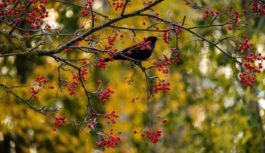 Meteorologs Toms Bricis paredz, ka 24. oktobris būs šīs nedēļas siltākā diena: līdz cik grādiem gaiss iesils