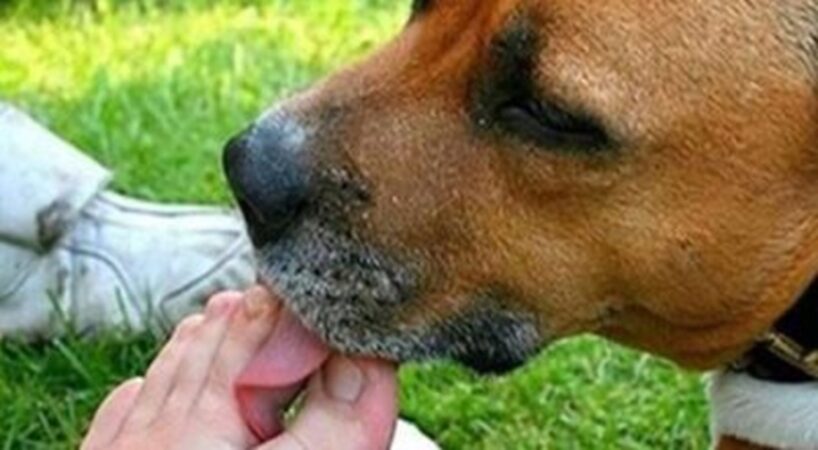 Ko darīt, ja suns laiza tavas kājas – viņš grib tev pateikt ko svarīgu