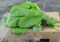 Nekad nestādiet skābenes savā dārzā – es atklāšu kāpēc tas būtu jūsu sliktākais lēmums