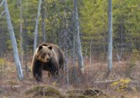 Eksperti beidzot paziņo, kāpēc pēdējā laikā Latvijā tik bieži novēroti lāči