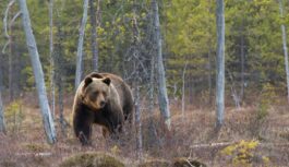 “Lāci no cūkas vairs neatšķir!”: piektdien Ogres novadā manīts brūnais lācis, tomēr šī “tikšanās” beigusies nelāgi “Lāci no cūkas vairs neatšķir!”: piektdien Ogres novadā manīts brūnais lācis, tomēr šī “tikšanās” beigusies nelāgi