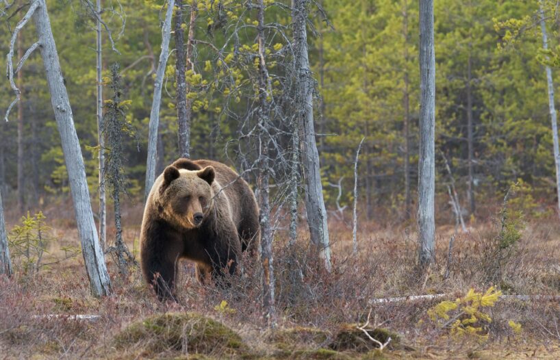 Eksperti beidzot paziņo, kāpēc pēdējā laikā Latvijā tik bieži novēroti lāči