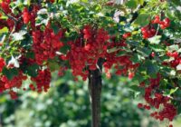 Agronomi iesaka: 5 ogu krūmi, kas jāiestāda tieši septembrī – nākošajā sezonā tad sagaidīsiet izcilu ražu