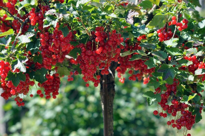 Agronomi iesaka: 5 ogu krūmi, kas jāiestāda tieši septembrī – nākošajā sezonā tad sagaidīsiet izcilu ražu