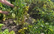 Nekad nerociet kartupeļus agrā rudenī – atklāšu kāpēc tā