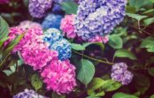 Cik daudz mēslojuma patiesībā vajag hortenzijām un citi knifi par šiem ziediem
