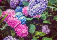 Cik daudz mēslojuma patiesībā vajag hortenzijām un citi knifi par šiem ziediem