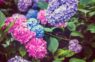 Cik daudz mēslojuma patiesībā vajag hortenzijām un citi knifi par šiem ziediem