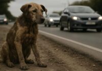 Cilvēki pamanīja suni, kas dienām ilgi nekustīgi sēdēja pie ceļa – iemesls lika man aizdomāties