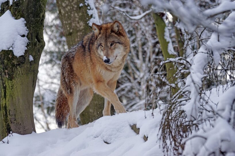 Dabas vērotājs ņemot vērā šī brīža laika zīmes skaidro, ka 2026.gada ziema būs dramatiska ar skarbiem pavērsieniem