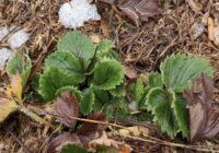 Gadiem ilgi raža bija par 10 kilogramiem mazāka, līdz uzzināju, kā padomju zemnieki vēlā rudenī gatavoja zemenes ziemai