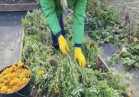 Nekādā gadījumā nestādiet samtenes savā dārzā: vairāk nekā 5 dārzniekiem maz zināmi iemesli