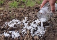 Atradu risinājumu augsnes auglības palielināšanai: 1 glāze “latviešu” maisījuma aizstāj 35 kilogramus kūtsmēslu