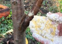 Jāpagūst līdz novembrim: visspēcīgākais mēslojums visiem augļu kokiem- ražība trīsreiz lielāka