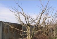 Apgriezt kokus rudenī vai pagaidīt līdz pavasarim: Agronoms uzskaita visus par un pret rudens dārza apgriešanu