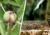 Tos dievina skudras: nekad nestādiet šos populāros augus pie mājas