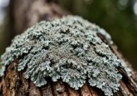 Kā atbrīvoties no ķērpja uz ābelēm: vienkārši un droši paņēmieni