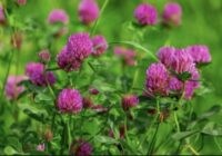 Lūk, kāpēc zaļmēslojumu rudenī nepārrok: agronomi iesaka — 3 iemesli un kad tos labāk pārstrādāt augsnē Lūk, kāpēc zaļmēslojumu rudenī nepārrok: agronomi iesaka — 3 iemesli un kad tos labāk pārstrādāt augsnē