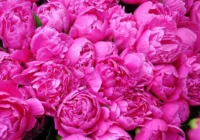 Lietas, kas noteikti jāizdara ar peonijām pirms ziemas