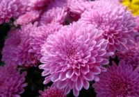 Neizmetiet krizantēmas pēc noziedēšanas – kā tās saglabāt ziedošas ilgāk par vienu sezonu Neizmetiet krizantēmas pēc noziedēšanas – kā tās saglabāt ziedošas ilgāk par vienu sezonu