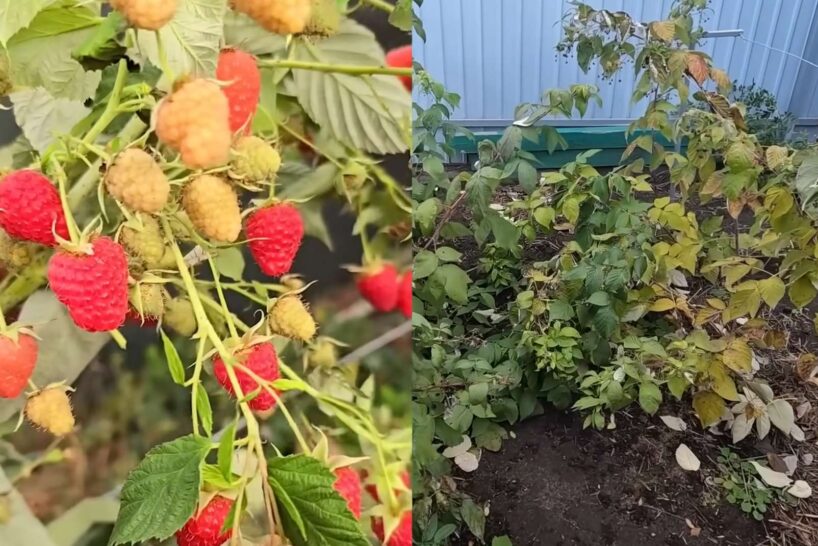 Jauns veids, kā pieredzējuši dārznieki apgriež savas avenes rudenī: vienkārša metode, kas nākamā gada ražu dubultos