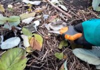 Kādi koki jānocērp līdz pavasarim: 3 dārza iemītnieki, kuriem februārī vajadzīga uzmanība