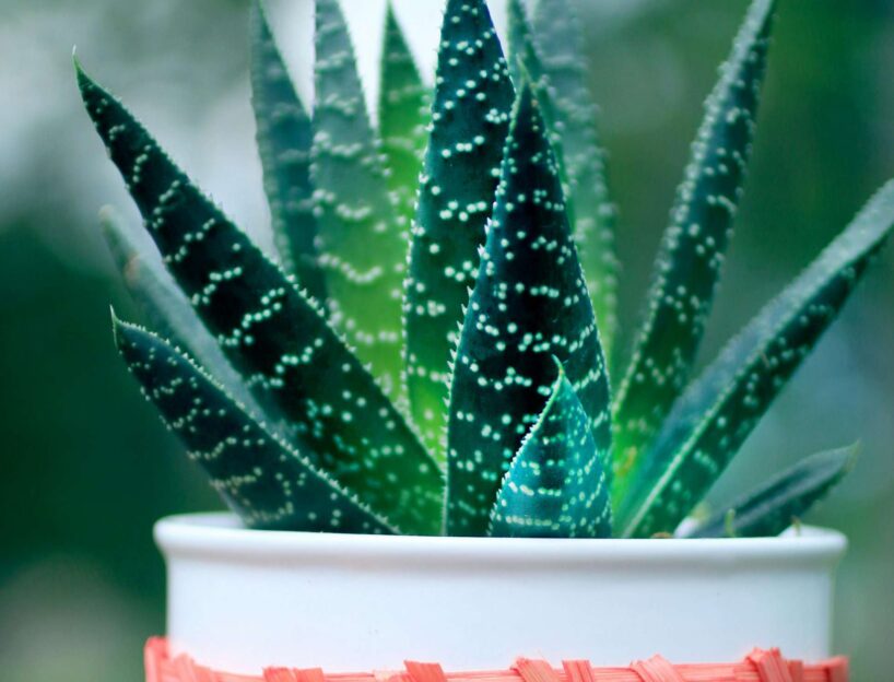 Nolieciet šo augu uz palodzes un aizmirstiet mājās par kondensātu, mitrumu un pat pelējumu