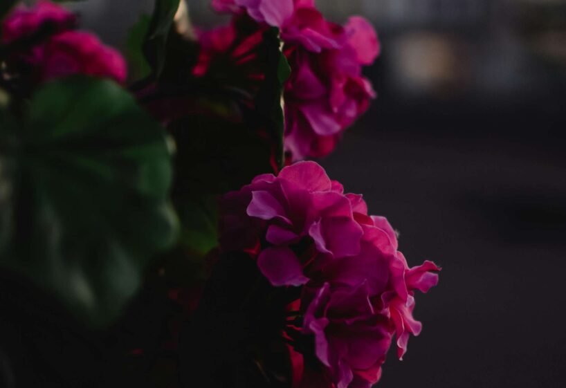 Sargā ģimenes mieru un laimi: 8 augi, kas jānoliek savas mājas guļamistabā