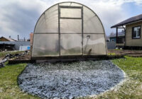 Ziemas sēja: ko stādīt novembrī, lai iegūtu agru pavasara ražu