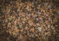 Viens darbs, kas mums visiem ir jāpaveic dārzā līdz novembra beigām, pēc eksperta domām Viens darbs, kas mums visiem ir jāpaveic dārzā līdz novembra beigām, pēc eksperta domām