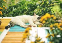 Kaķi nav slikti, bet dārza dobes ir svētas: kā maigi atturēt klaiņojošus kaķus no sava dārza Kaķi nav slikti, bet dārza dobes ir svētas: kā maigi atturēt klaiņojošus kaķus no sava dārza