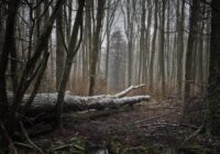 Jau novembrī mūs sasniegs neparasti laikapstākļi: ”Viss iesāksies jau 4.novembrī un turpināsies nedēļu”