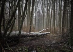 Konkurences padome dod zaļo gaismu vērienīgam mežu darījumam