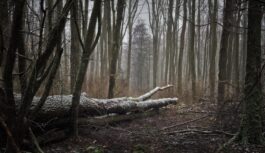 Konkurences padome dod zaļo gaismu vērienīgam mežu darījumam