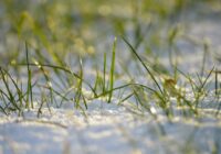 Dariet šo tagad, lai sagatavotu zālienu ziemai