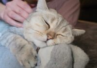 Kāpēc kaķis izvēlas tieši tevi: 4 galvenie faktori, kas to ietekmē Kāpēc kaķis izvēlas tieši tevi: 4 galvenie faktori, kas to ietekmē