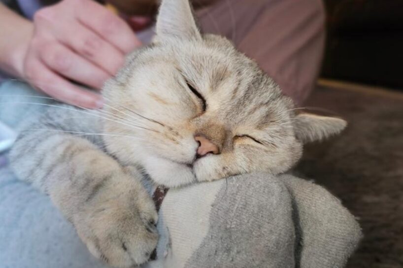 Kāpēc kaķis izvēlas tieši tevi: 4 galvenie faktori, kas to ietekmē