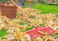 Mana tante no Jēkabpils pastāstīja, ka viņa nekad nevāc nokritušās rudens lapas – stāstu kāpēc