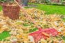 Mana tante no Jēkabpils pastāstīja, ka viņa nekad nevāc nokritušās rudens lapas – stāstu kāpēc