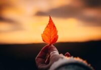 Dabas zīmes tautu ticējumos: ja 18. oktobrī spoži spīd saule, tas skaidri norāda uz to, kāda būs gaidāmā ziema