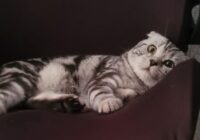 Kā kaķi zina, ka viņu saimnieks drīz atgriezīsies mājās Kā kaķi zina, ka viņu saimnieks drīz atgriezīsies mājās