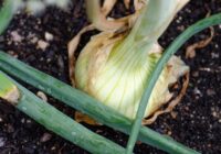 Kā apsegt ziemas ķiploku un sīpolu dobi – eksperti atklāj, vai tas vispār ir tā vērts Kā apsegt ziemas ķiploku un sīpolu dobi – eksperti atklāj, vai tas vispār ir tā vērts