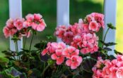 “Saldais” mēslojums pelargonijām: šie divi produkti no jūsu virtuves skapīša liks krāšņi ziedēt rudens tumšajos mēnešos “Saldais” mēslojums pelargonijām: šie divi produkti no jūsu virtuves skapīša liks krāšņi ziedēt rudens tumšajos mēnešos