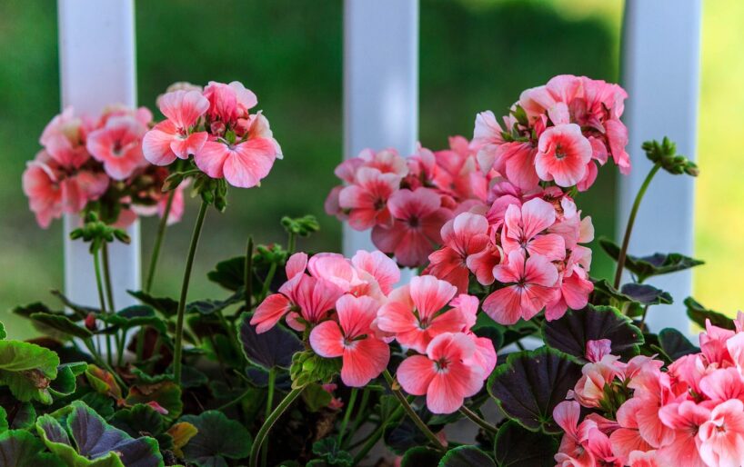 “Saldais” mēslojums pelargonijām: šie divi produkti no jūsu virtuves skapīša liks krāšņi ziedēt rudens tumšajos mēnešos
