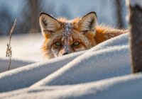 Ziema pienāks ātrāk, nekā to gaidījām: dabas zīmju vērotājs Vilis Bukšs paziņo, kad Latvijā gaidāms pirmais sniegs un nopietnais sals