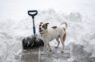 Meteorologs un laika ziņu apskatnieks, izteica trīs iespējamos ziemas 2025-2026 scenārijus un pastāstīja, cik patiesas mūsdienās ir tautas zīmes