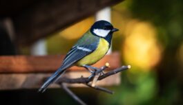 “5. novembrī gaidāmi rekordi”: meteorologs Toms Bricis nāk klajā ar precīzu šīs nedēļas laika prognozi “5. novembrī gaidāmi rekordi”: meteorologs Toms Bricis nāk klajā ar precīzu šīs nedēļas laika prognozi